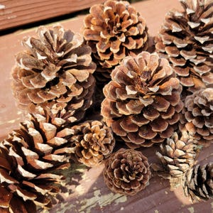 Natural untreated pinecones