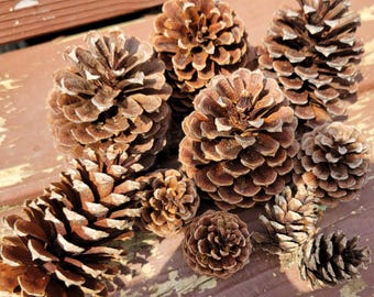 Naturalne, nieobrobione szyszki sosnowe