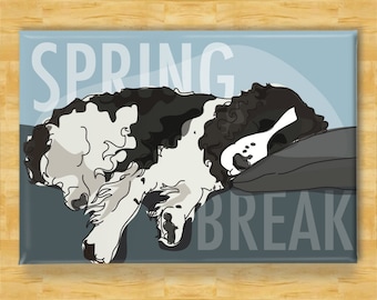 springer spaniel accessories