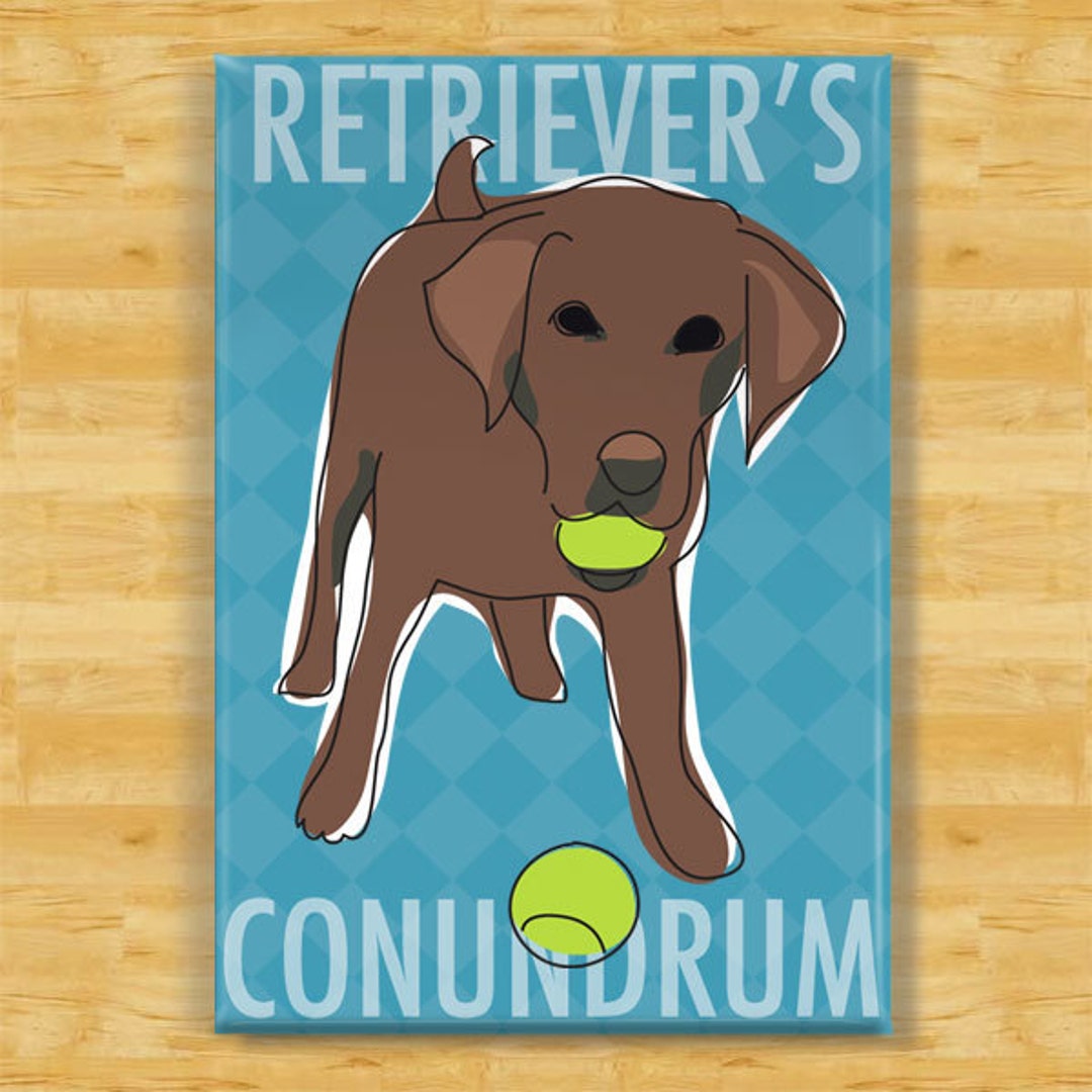 Labrador Retrievers Conundrum Chocolate Lab Labrador Retriever