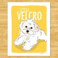 Havanese Art Print - Total Velcro - White Havanese Gifts Dog Breed Art