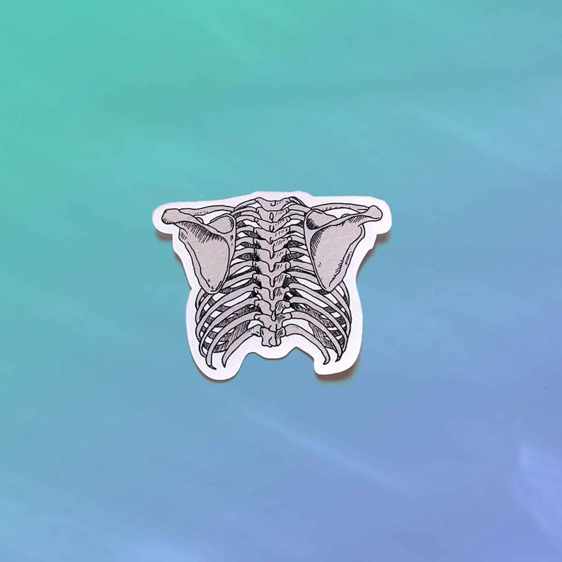 Anatomy Rib Sticker Ribcage Laptop Decal Vinyl Sticker Med Etsy