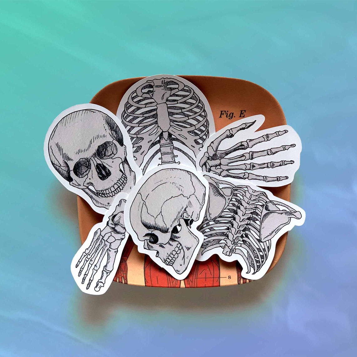 Anatomy Rib Sticker Ribcage Laptop Decal Vinyl Sticker Med Etsy