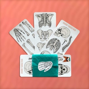 Anatomy Planner Stickers: Skeleton Diagram Sticker Pack