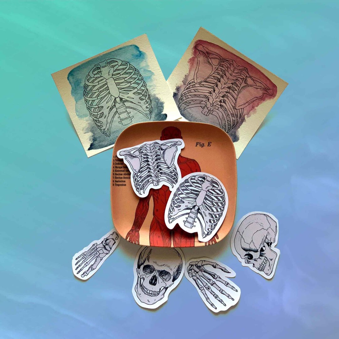Anatomy Rib Sticker Ribcage Laptop Decal Vinyl Sticker Med Etsy