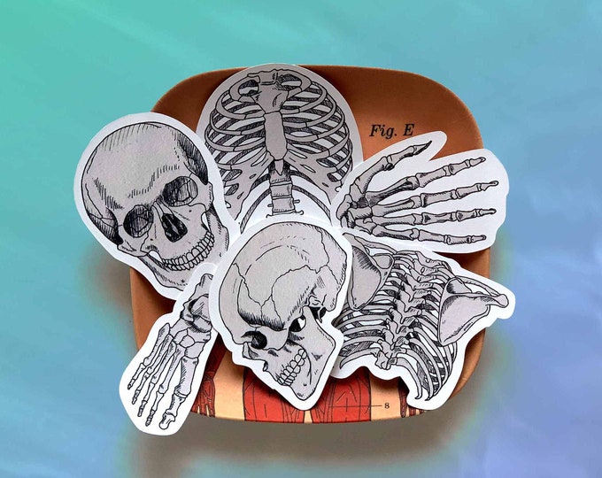 Skeletal System Sticker Anatomy Vinyl Sticker Pack, Skeleton Diagram, Skull Sticker, Med ...