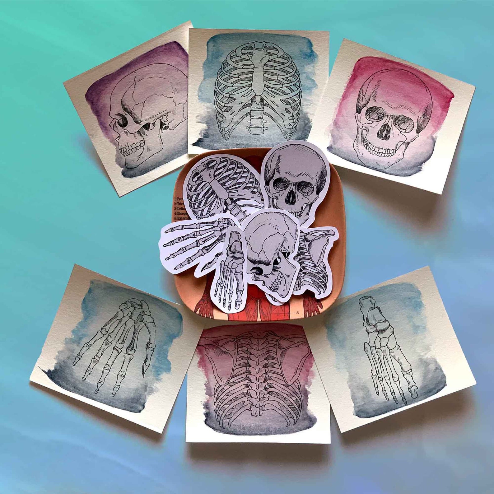 Anatomy Rib Sticker Ribcage Laptop Decal Vinyl Sticker Med Etsy