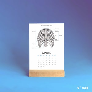 2025 Wall calendar, Anatomy hanging calendar 2025, Nurse gift, Vertical desk calendar, Anatomy Gift, Anatomy study card, Med student gift