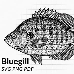 May include: A black and white line art illustration of a bluegill fish featuring detailed scales and fins. The text "Bluegill" appears in the bottom left corner, followed by the file formats "SVG PNG PDF" printed in a bold, sans-serif font.