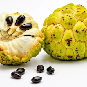 5 Organic Sugar Apple Fruit Tree Seeds – Annona squamosa – Tropical Sweetsop Plant