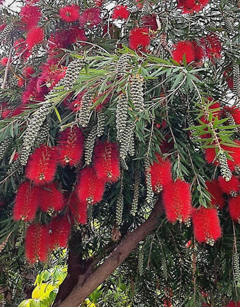 50 Weeping Bottlebrush Tree Seeds (callistemon Viminalis) – Red Flower ...