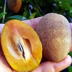 Brown Sugar Fruit – Sapodilla Tree Seeds | Tropical Chicle (Manilkara zapota) - 5 Seeds