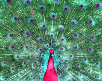 Bright Eyes Peacock Photograph - Free Shipping in US-