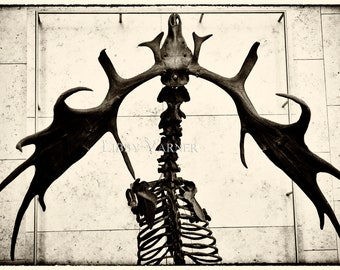 Look at the Bones! Elk Skeleton Photograph, Edinburgh, Scotland, United Kingdon - Free Shipping in US -