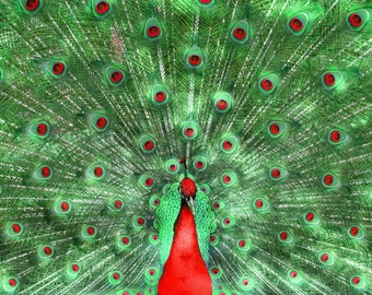 Christmas Peacock Photograph - Free Shipping in US-