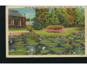 Vintage Tower Grove Park Tropical Lilies St Louis MO Postcard Used 1950s