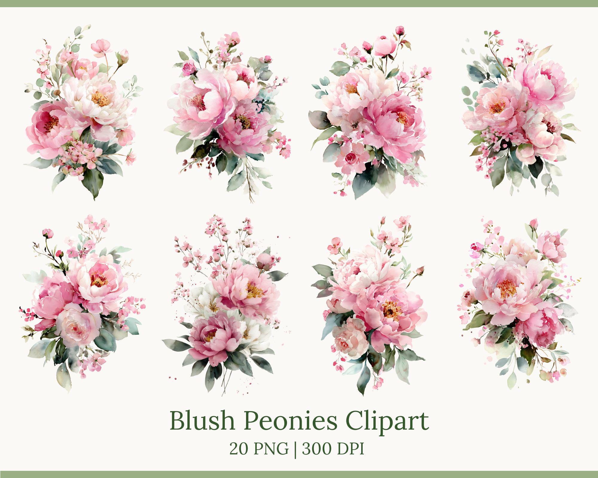 Watercolor Peonies Clipart — Blush Pink Flowers Pngs for Wedding ...
