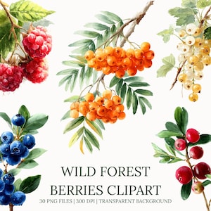 Watercolor Forest Berries Clipart – Botanical Fruit PNGs, Rustic Digital Download for Crafts and Stationery