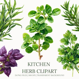 Peut inclure: Illustration à l'aquarelle de diverses herbes de cuisine, dont estragon, origan, romarin, coriandre et basilic pourpre. Le texte "KITCHEN HERB CLIPART" est affiché en dessous, avec des informations sur le fichier.