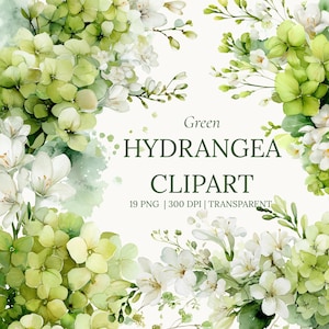 Könnte beinhalten: Aquarell-Illustration mit grünen und weißen Hortensienblüten und -blättern. Das Bild enthält den Text "Green HYDRANGEA CLIPART" mit Details zur Anzahl der PNG-Dateien und der Auflösung.