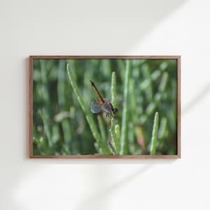 Puede incluir: Fotografía enmarcada de una libélula posada sobre una planta verde. La libélula tiene un cuerpo marrón rojizo y alas transparentes. El fondo es un borrón de follaje verde. El marco es de madera.