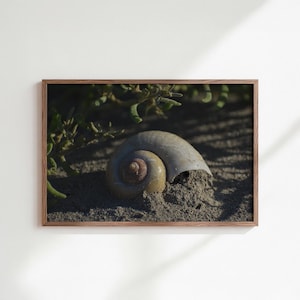 Puede incluir: Fotografía enmarcada de una concha parcialmente enterrada en la arena. La concha es de color beige claro con un patrón en espiral, y la arena es de color gris oscuro. Se ven plantas verdes en el fondo.