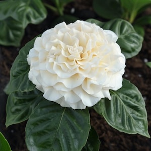 Semi di Jasminum Sambac Grand Duke, gelsomino arabo a doppio fiore, pianta profumata, facile da coltivare, giardino in terrazza, fiore di tè tropicale profumato