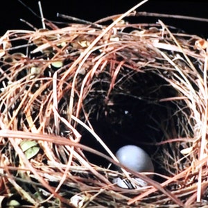 Può includere: Un singolo uovo di uccello bianco nidificato in un nido di ramoscelli marroni.