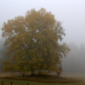 Può includere: Un singolo albero con foglie gialle si staglia su uno sfondo nebbioso di una foresta. La nebbia è fitta e oscura i dettagli degli alberi sullo sfondo.