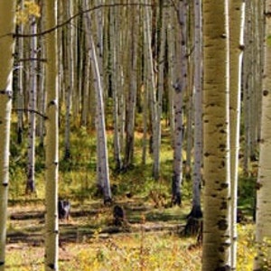 Può includere: Vista di una foresta con alti alberi di pioppo tremulo con corteccia bianca. Gli alberi sono in un boschetto, con i loro tronchi vicini tra loro. Il terreno è ricoperto di foglie cadute ed erba.
