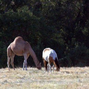 Friends - Camel and Horse Original Photography ThinWrap