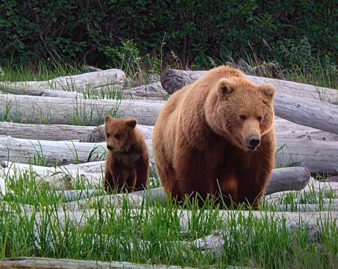 Canadian Brown Bear and Cub Greeting Cards and Photo Prints
