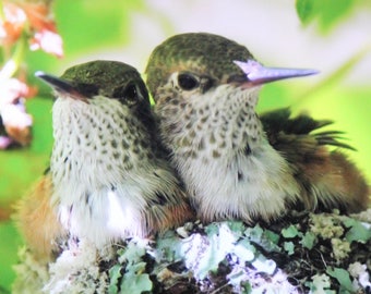 Greeting Cards and Photo Prints Humbies -  Hummingbird Babies Original Photography