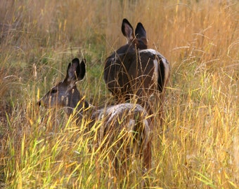 Sisters- Mule Deer Doe in Tall Grass Photo Mounted on Wood