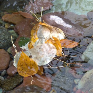 Può includere: Un gruppo di foglie gialle e marroni sono sommerse in un corso d'acqua poco profondo. Le foglie sono parzialmente coperte da acqua limpida e riposano su un letto di pietre lisce, grigie e marroni.