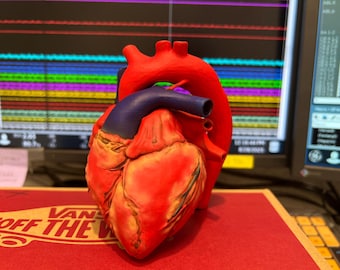 Anatomically Correct Heart