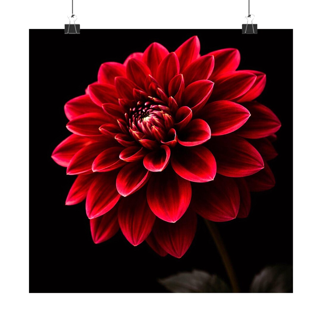 Dark Red Dahlia Poster Matte Vertical Poster | Floral Wall Art, Moody ...