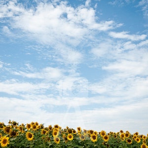 Girasoli Note Card image 1