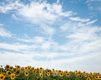 Girasoli Note Card