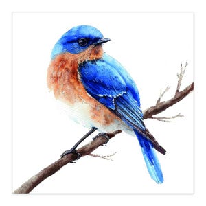 May include: Watercolor painting of a bluebird perched on a brown branch. The bird has vibrant blue feathers on its back and head, with a rust-colored chest and belly. The artwork is set against a clean white background.