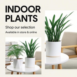 Peut inclure: Deux plantes d'intérieur dans des pots en céramique blanche. Les plantes sont vertes et feuillues. Le texte "INDOOR PLANTS" est en haut de l'image. Le texte "Shop our selection" est sous le titre. Le texte "Available in store & online" est sous le texte de sélection.