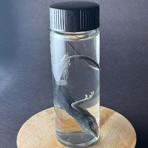 Anole Nassprobe