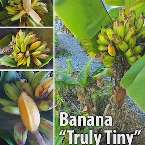 May include: A collage of images showcasing a banana plant with green and yellow bananas. The text "Banana 'Truly Tiny'" is displayed at the bottom. The bananas are small and appear to be ripe, with some peeled to reveal the fruit.