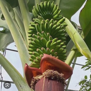 May include: A cluster of unripe green bananas growing on a banana tree. The bananas are surrounded by large green leaves and a reddish-purple flower. The image is taken outdoors in natural light.