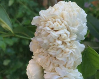 4" Pot~Grand Duke of Tuscany Jasmine~Jasminum Sambac~Extremely Fragrant!