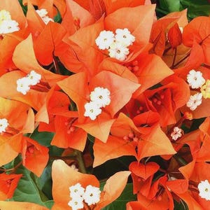 May include: Close-up of vibrant orange bougainvillea flowers with white centers and green foliage. The image showcases the bright colors and intricate details of the blossoms, creating a visually appealing floral display.