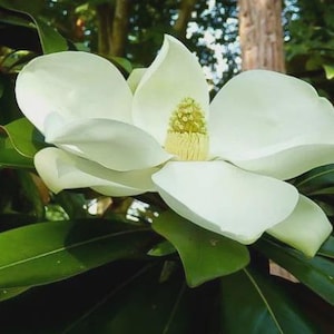 Puede incluir: Primer plano de una flor de magnolia blanca en plena floración. La flor tiene pétalos grandes y suaves y un centro amarillo. Hojas de color verde oscuro rodean la flor, con un fondo borroso de árboles y luz solar.