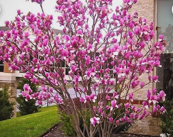 May include: A vibrant magnolia tree in full bloom, showcasing numerous pink and white flowers. The tree is set against a backdrop of a house with a brick facade and green grass. The image captures the beauty of spring.