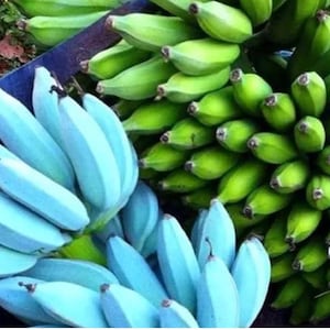 May include: A bunch of green bananas and a bunch of blue bananas in a blue container. The blue bananas are a rare variety.