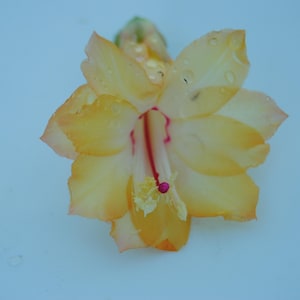 Dutch Sun~Christmas Cactus Well Rooted &quot;STARTER&quot; Plant~Schlumbergera Truncata~AKA Thanksgiving Cactus,Zygo Cactus,Holiday Cactus etc